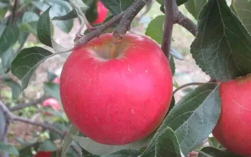 Pixie Crunch Apple Seeds - 25+ Seeds for Garden Planting - Malus domestica - USA