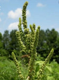Red-Root Amaranth Seeds - 200+ Non-GMO Amaranthus retroflexus, Common Tumbleweed Herb
