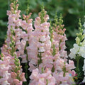 Avignon Pink Snapdragon Seeds - 1000+ Count - Antirrhinum majus - Flower Seeds for Garden Planting - USA