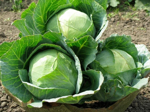 Danish Ballhead Cabbage Seeds - 150 Count Packet - Brassica oleracea