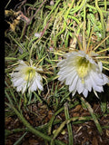 Queen of the Night Cactus Plant - Rooted Selenicereus grandiflorus - Easy Care Blooming Cactus for Gifts
