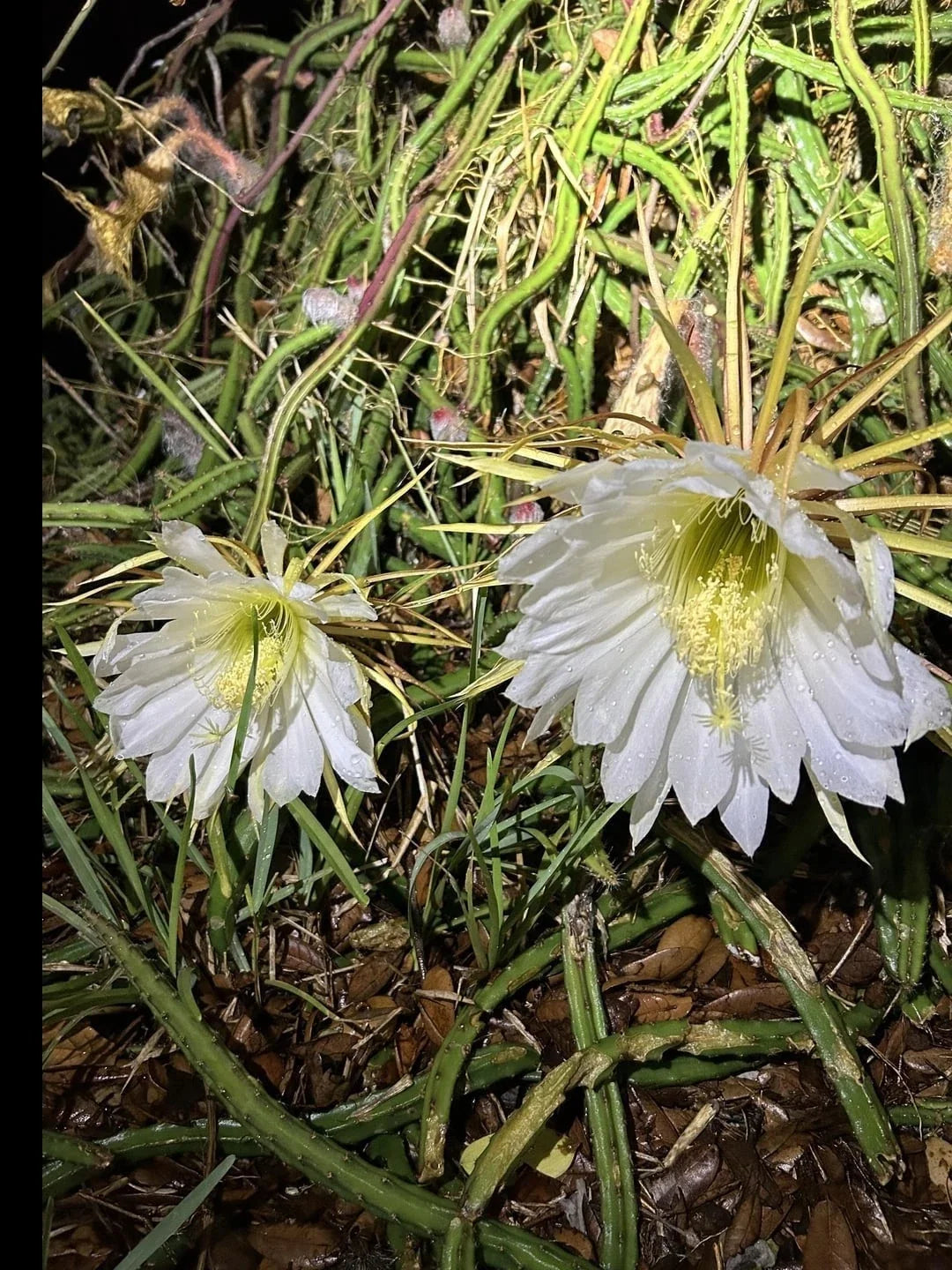 Queen of the Night Cactus Plant - Rooted Selenicereus grandiflorus - Easy Care Blooming Cactus for Gifts