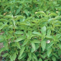 Lime Basil Seeds - 100+ Organic Non-GMO Seeds - Annual Herb (Ocimum basilicum) - Free Shipping