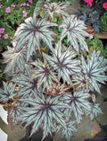 Connie Boswell Begonia Seeds - 25+ Pack for Garden Planting - Begonia x tuberhybrida - USA, Free Shipping