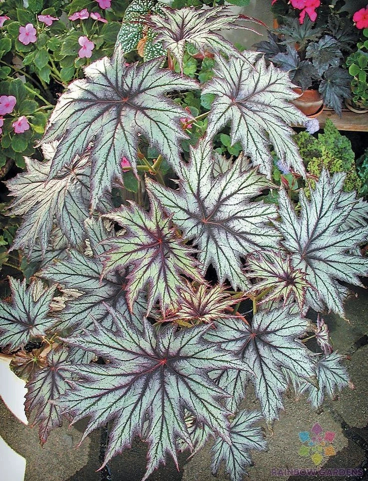 Connie Boswell Begonia Seeds - 25+ Pack for Garden Planting - Begonia x tuberhybrida - USA, Free Shipping
