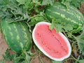 Allsweet Watermelon Seeds - 50+ Pack for Garden Planting - Citrullus lanatus - USA Origin, Free Shipping