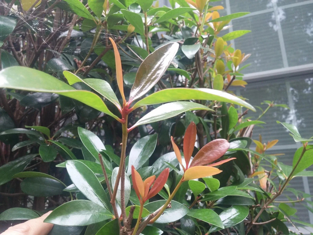 Cleyera LeAnn Cuttings - 12 Evergreen Bushes for Privacy Hedge (Cleyera japonica 'LeAnn')