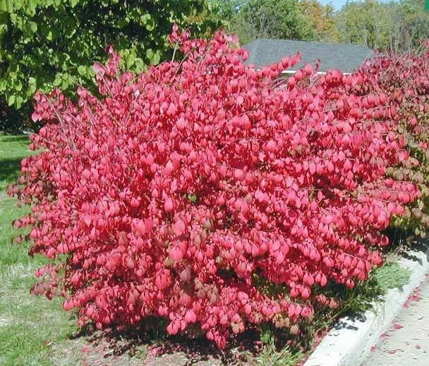 Dwarf Burning Bush Bare Root Plant | Euonymus Alatus | Vibrant Red Foliage