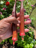 25+ Red Burgundy Okra Seeds - Non-GMO Heirloom Variety - Fresh Organic Seeds for Gardening (Abelmoschus esculentus)