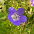 25+ Amy Doncaster Geranium Seeds for Garden Planting - Pelargonium 'Amy Doncaster' - USA Grown, Free Shipping