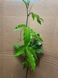 Live Starter Plant - Passiflora edulis Possum Purple Passion Fruit - Edible Tropical Fruit Plant