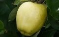 Yellow Transparent Apple Seeds - 25+ Heirloom Seeds for Garden Planting - Malus domestica - USA - Free Shipping