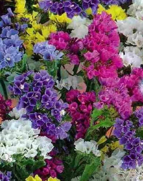 Statice Seeds QIS Mix, 25 Count, Dried Flower Variety, Limonium sinuatum