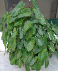 Burle Marx Philodendron Plant 10"-12" Well Rooted Indoor Outdoor Philodendron spp. Ships Bare Root