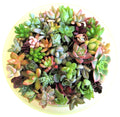 30 Succulent Cuttings 1-2" Assorted Varieties for Fairy Gardens and Weddings - Perfect Wedding Favors - 15 Varieties