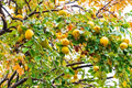 Quince Tree Seeds 5 Pack | Cydonia oblonga - Rare Fruit Tree Seeds for Backyard Orchard