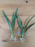 5 Live Green Spider Plant Cuttings - Non-Variegated Rooted Pups - Chlorophytum comosum - Indoor Air-Purifying Houseplants
