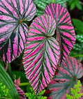 Begonia Live Plant 4-6" Red 'Exotica' - Exotic Foliage, Begonia brevirimosa - Tropical Indoor Houseplant