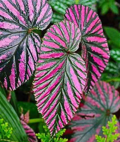 Begonia Live Plant 4-6" Red 'Exotica' - Exotic Foliage, Begonia brevirimosa - Tropical Indoor Houseplant