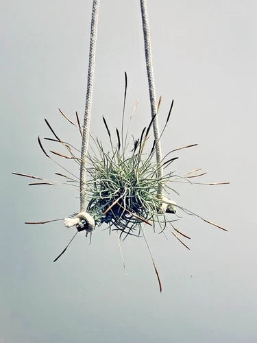Air Plant Set of 4 - Tillandsia recurvata - Clumping Growth, Easy Care, Indoor/Outdoor, No Soil Required