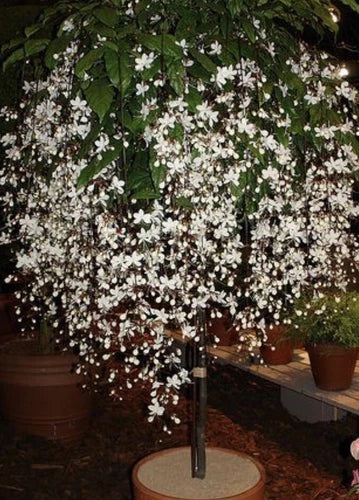 Bridal Veil Plant Starter - Small Well-Rooted Clerodendrum Wallichii - Rare White Blooms for Hummingbirds & Butterflies