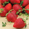 Everbearing Strawberry Plants - 25 Bare-root Ozark Beauty - Fragaria × ananassa - Sweet Red Fruit for Home Garden