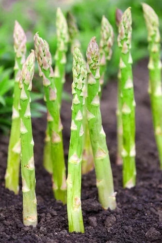 Asparagus Bare Root Plants 2yr Crowns - Millennium Variety, CZ Grain - Easy to Grow Vegetable Garden Addition