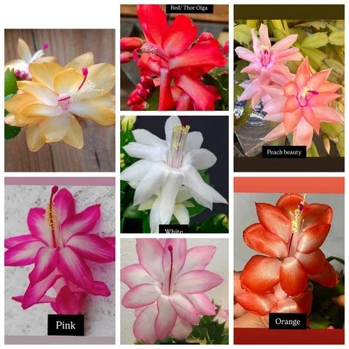 7 Cuttings Christmas Cactus Variety Pack | Red, Peach, Pink, White, Yellow, Orange, Epic Star | Schlumbergera spp.