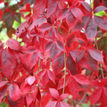 Virginia Creeper Cuttings - 10 Unrooted Parthenocissus quinquefolia 6-8"