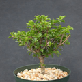 Pereskia portulacifolia 6” Live Plant | Rare Cactus Bonsai Specimen