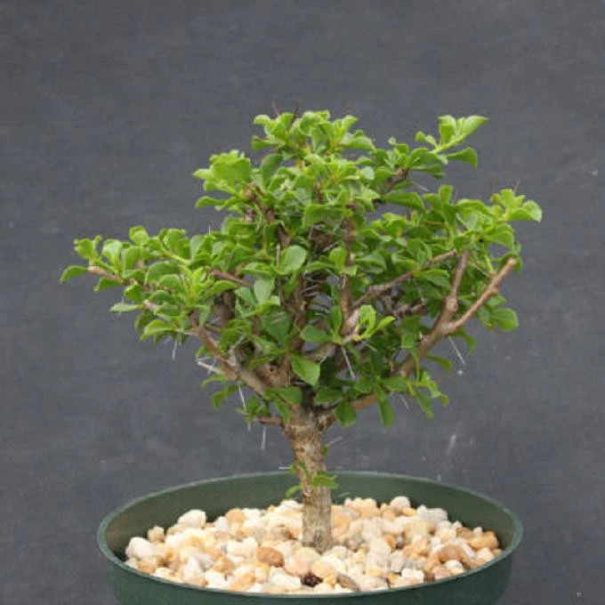 Pereskia portulacifolia 6” Live Plant | Rare Cactus Bonsai Specimen