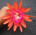 Epiphyllum Germania Orchid Cactus Cutting | Don’s Hybrid, Live Unrooted Epiphyllum Cutting