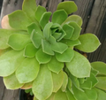 Aeonium arboreum Cuttings (2 pcs) - Fresh Tree Aeonium Succulent Stems for Propagation