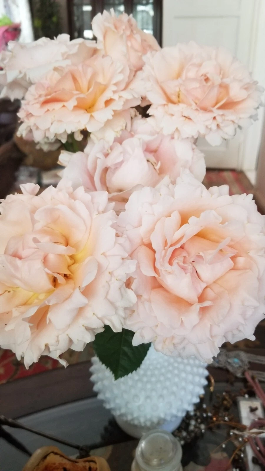 Polka Climbing Rose Cuttings - 3 Apricot Unrooted Cuttings for Trellises & Fences