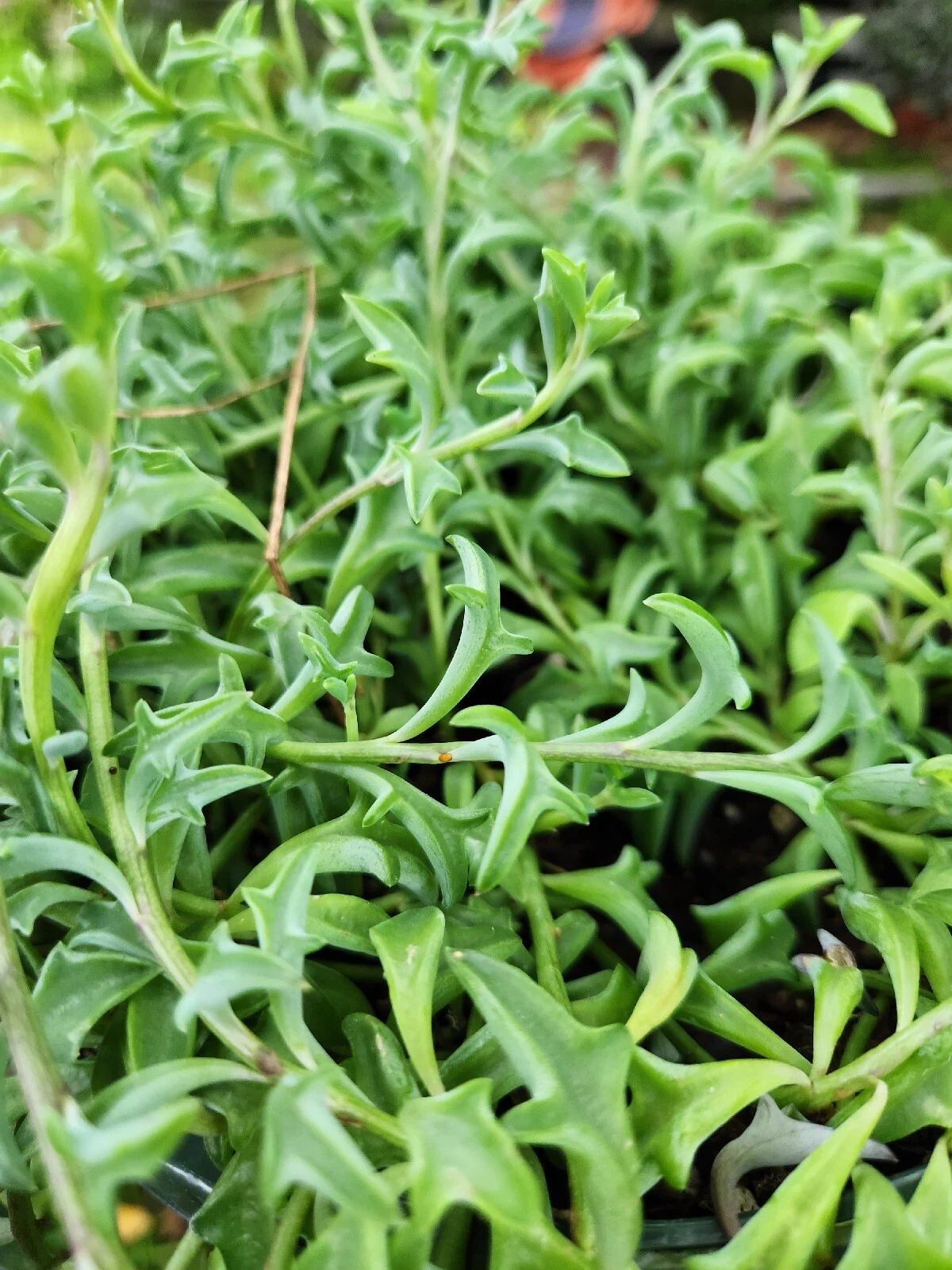 String of Dolphins Cuttings | Senecio peregrinus Prop Cup | Live Succulent Cuttings