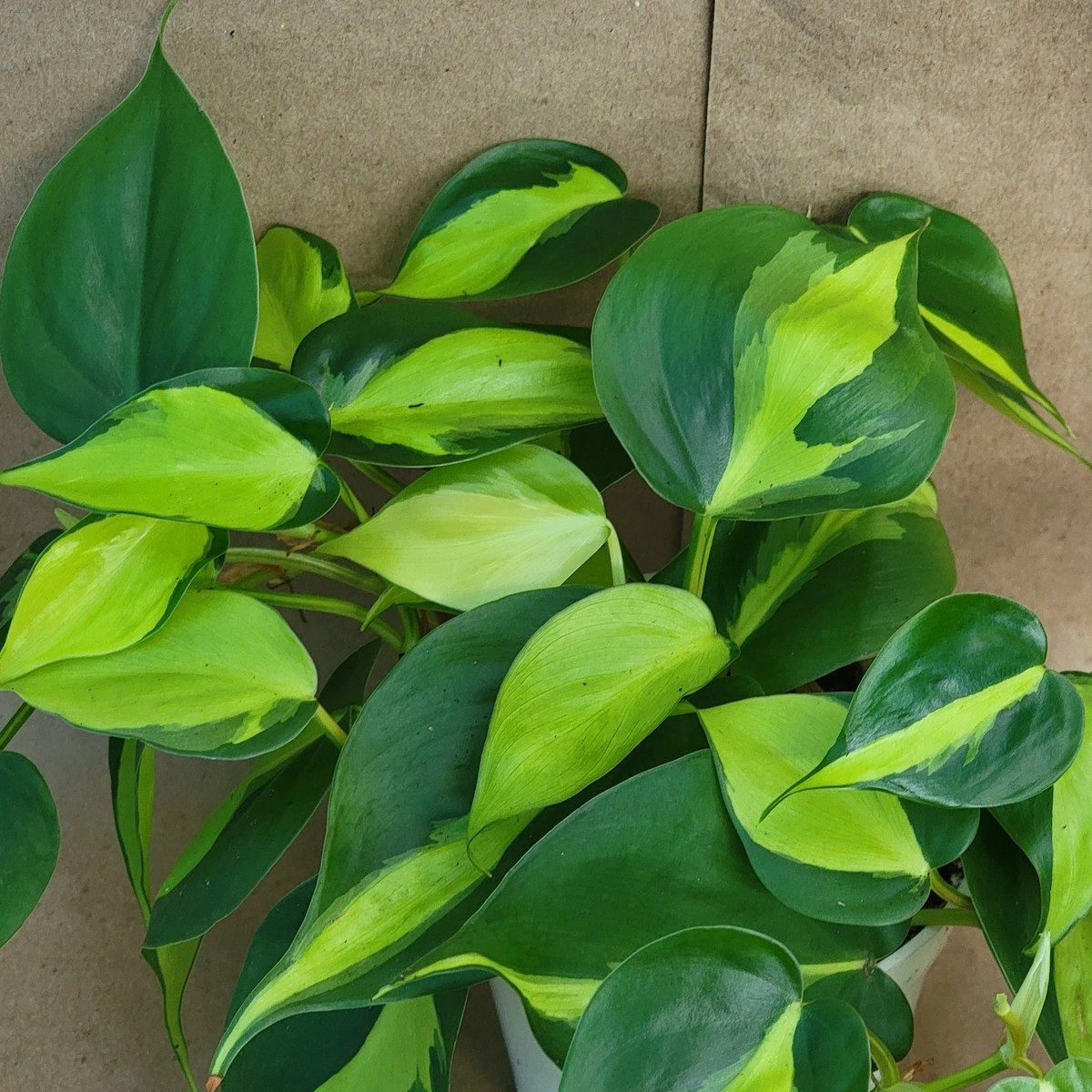 Philodendron Brasil in 3" Pot | Variegated Philodendron Hederaceum — Easy Care Indoor Vine