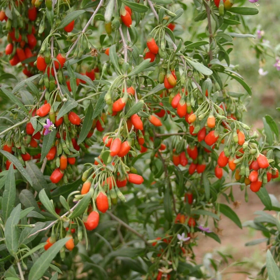 Goji Berry Live Plant - Rooted Cutting in Pot | Lycium barbarum/ chinense