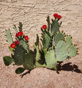 Opuntia Fruit Punch Prickly Pear Pad Cutting - Unrooted Live Opuntia Hybrid Cactus Pad