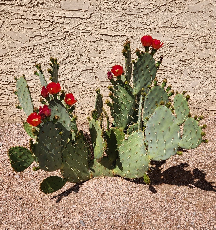 Opuntia Fruit Punch Prickly Pear Pad Cutting - Unrooted Live Opuntia Hybrid Cactus Pad