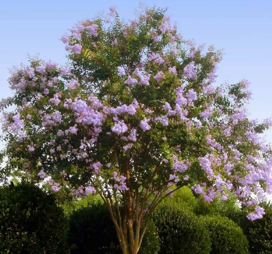 Purple Crepe Myrtle Cuttings – 8+ Fresh Lilac Purple Cuttings for Easy Propagation