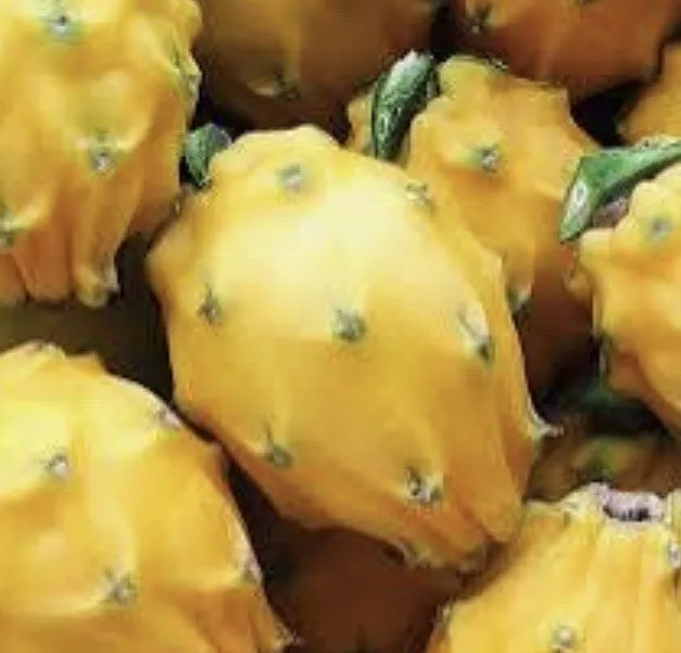 Yellow Dragon Fruit Palora Cutting (Hylocereus megalanthus) 8–12" – Unrooted Live Cactus Cutting
