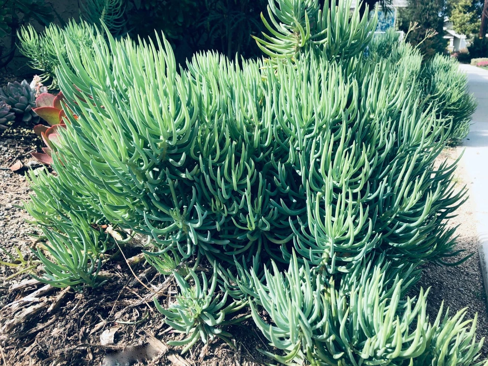 Senecio vitalis Blue Chalk Fingers – 9 Unrooted 6" Cuttings