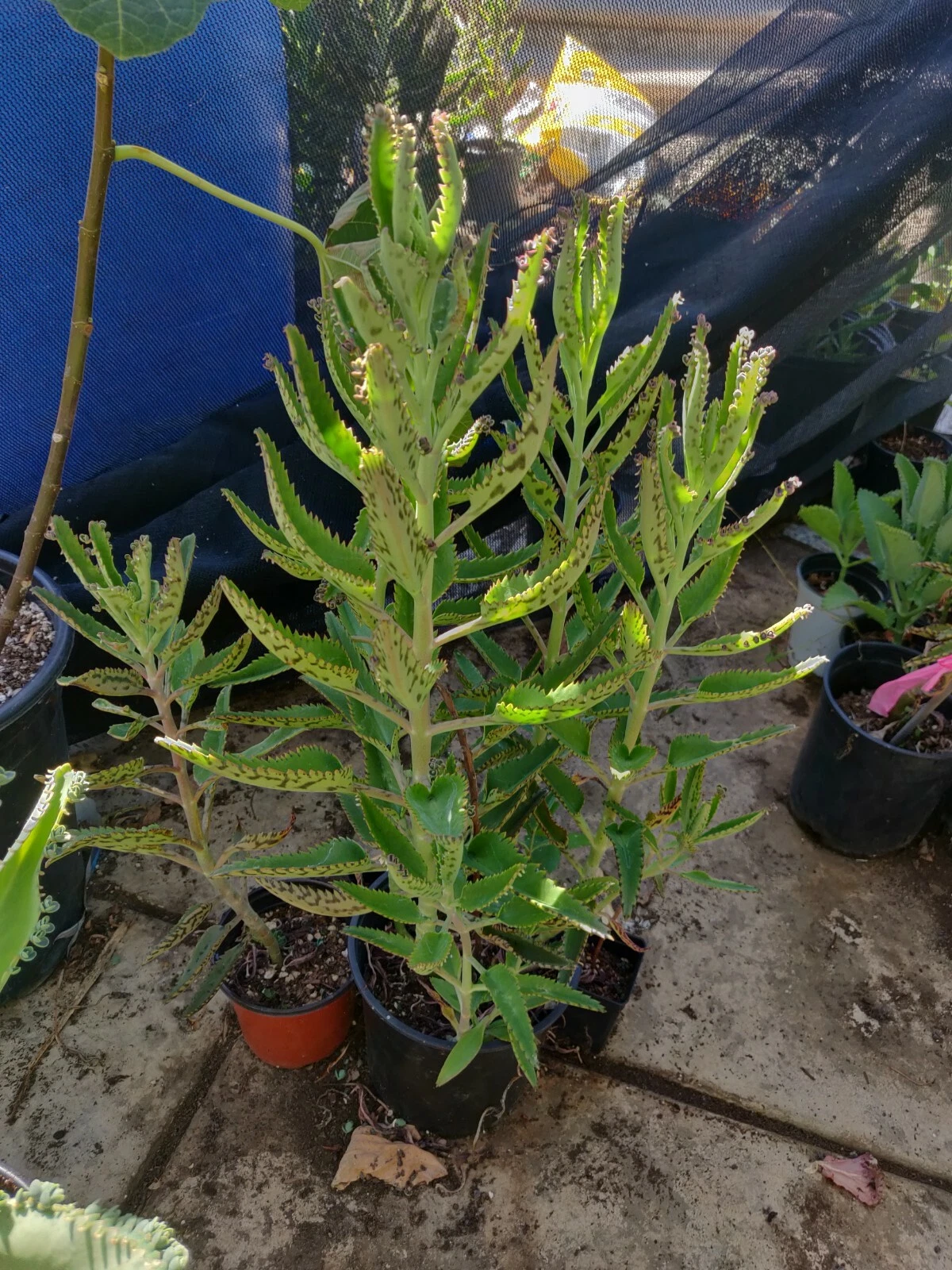 Kalanchoe Aranto Mother of Thousands Cuttings – 5 Organic Unrooted Cuttings