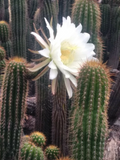 Golden Torch Cactus (Echinopsis spachiana) 20" Unrooted Cutting – Large White Blooms