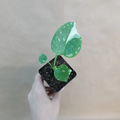 Monstera Thai Constellation - Live 3" Pot Variegated Indoor Aroid