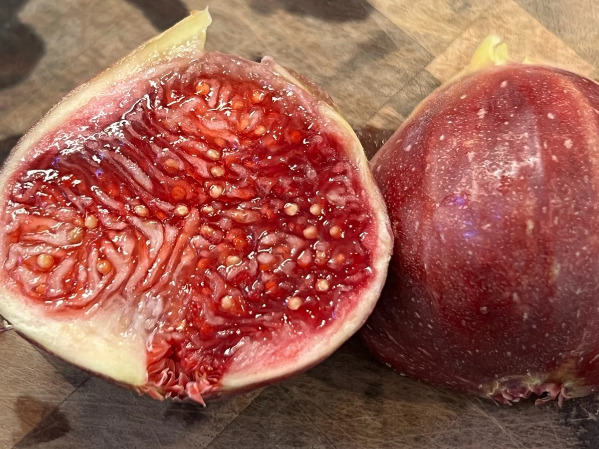Wilson’s Coyote Rainbow Fig – 3 Unrooted Cuttings (Ficus carica) — Rare Colorful Fig Variety