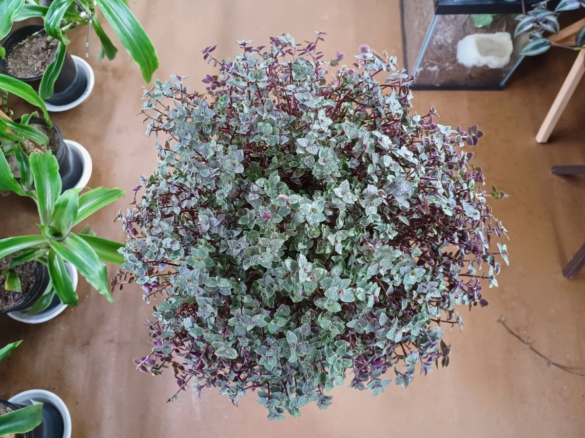 Callisia repens Turtle Vine Cuttings - Fresh Easy-Rooting Trailing Houseplant
