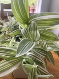Tradescantia albiflora Cuttings – 5 Live Variegated Wandering Jew Unrooted Cuttings