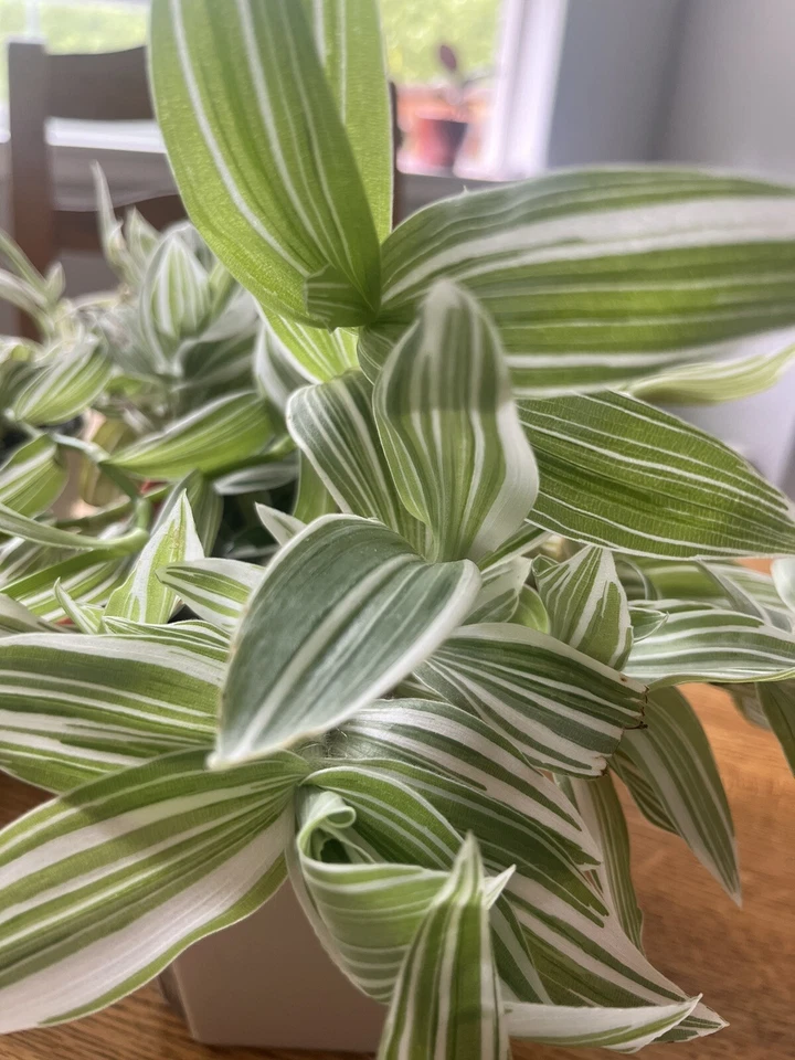 Tradescantia albiflora Cuttings – 5 Live Variegated Wandering Jew Unrooted Cuttings