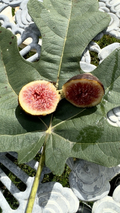 Brown Turkey Fig Cuttings – 8 Unrooted Ficus carica Cuttings for Propagation